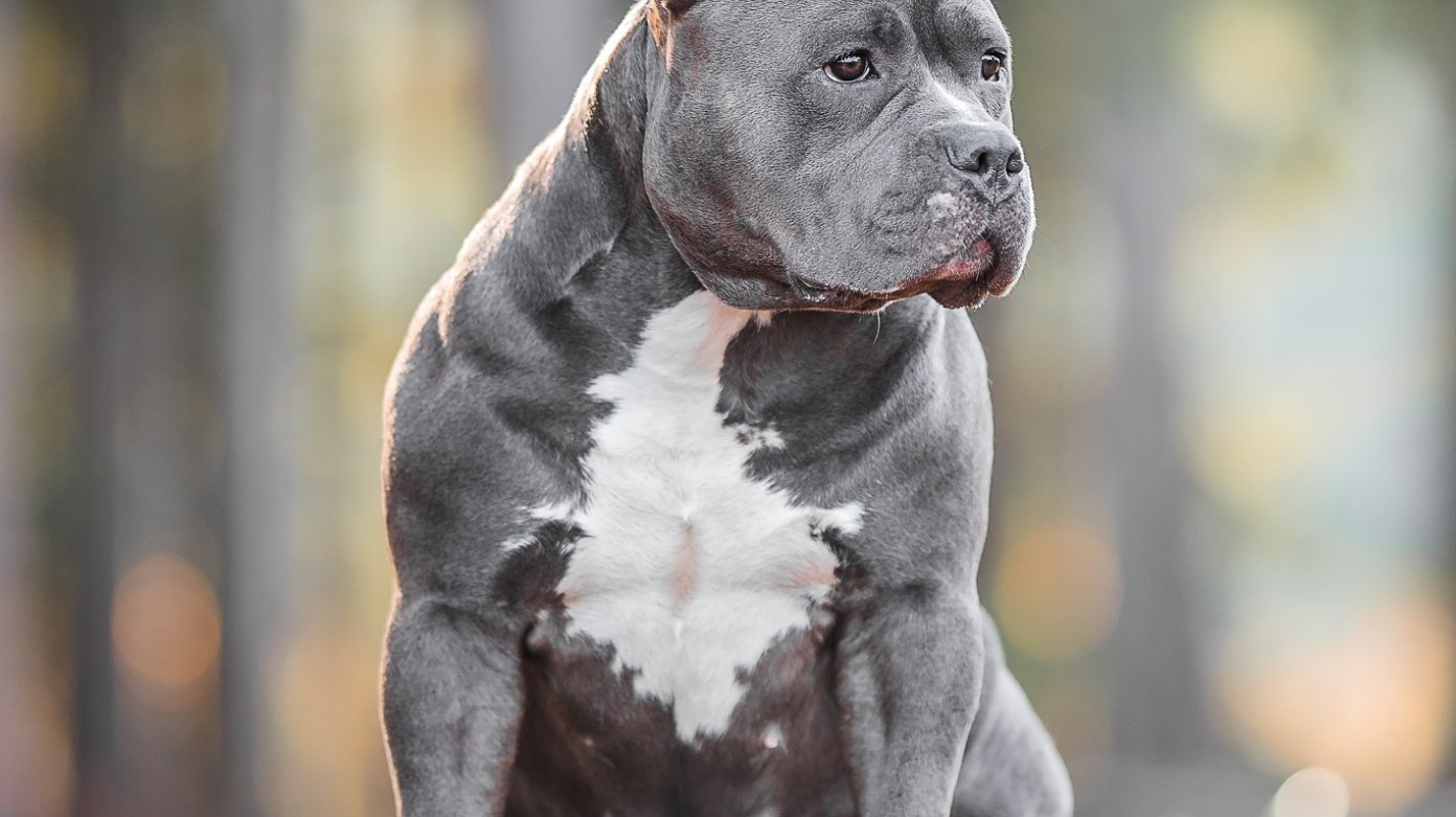 About The Breed Complete Bullies Elite XL American Bully Kennel