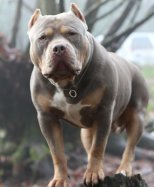 CH. MTN Pride's Chinook Rock One
