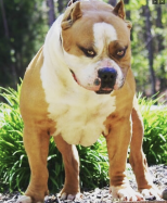 Probull's King Midas