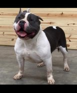 Probull's Patchwork