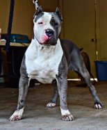 Texas Legacy's Denali