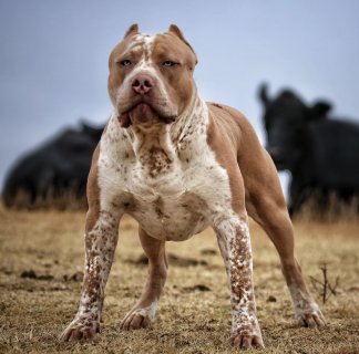 GRCH. Incredibullz Dirty Harry
