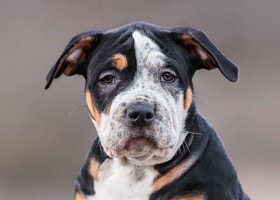 complete-bullies-bertha-list
