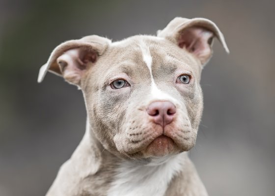 complete-bullies-tinker-bell-list