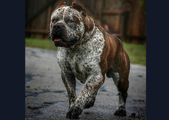 CH. Incredibullz Dirty Karakurt Complete Bullies Elite XL