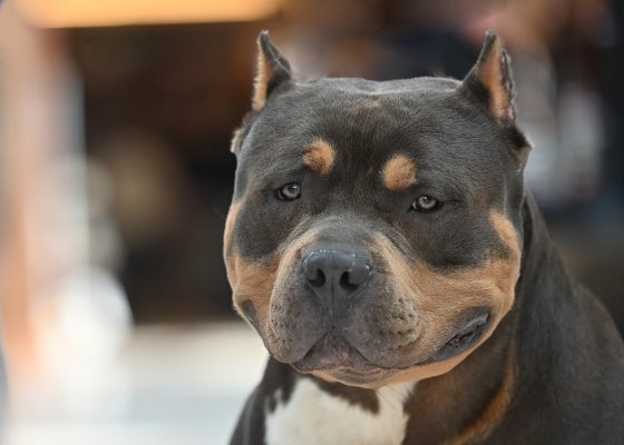 dexter-profile-list4
