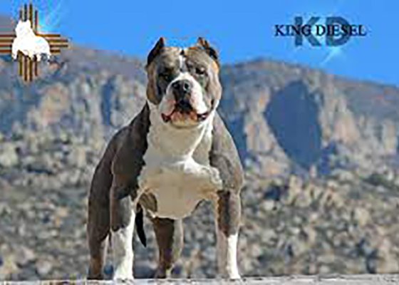 king-diesel