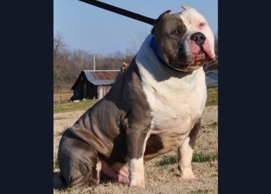 probulls-king-kong