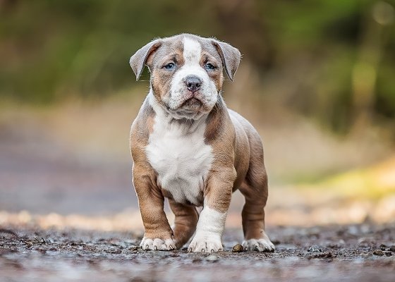 puppy-black-6w-list