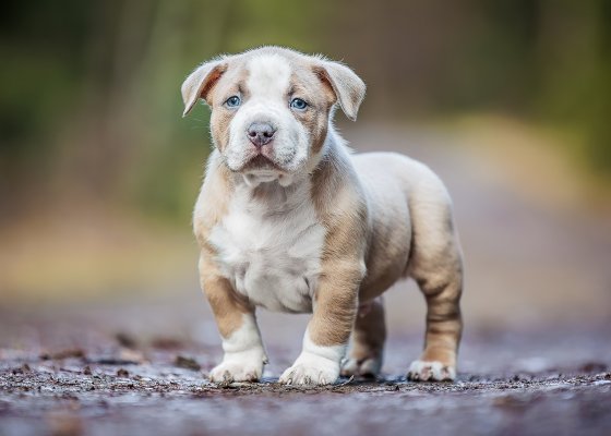 puppy-blue-6w-list