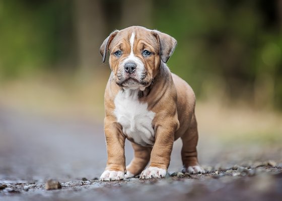puppy-green-6w-list