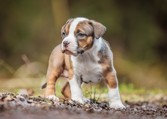puppy-orange-6w-list