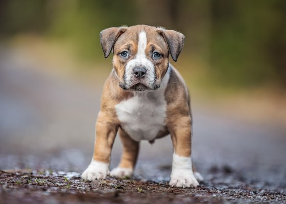 puppy-red-6w-list