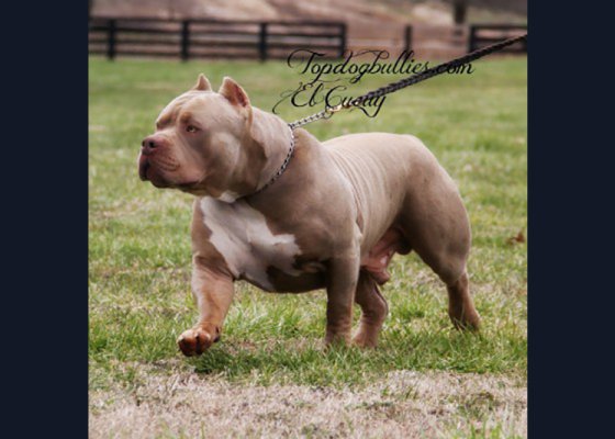 topdogbullies-badboy-boogie-elcucuy