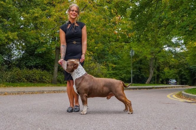 Dual CH. Topdogbullies Brave