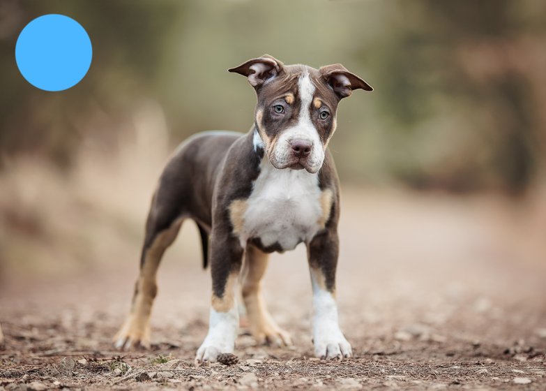 Merle pit puppies deals for sale