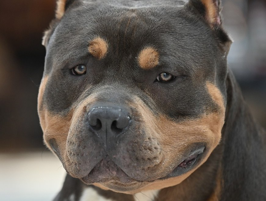 dexter-profil
