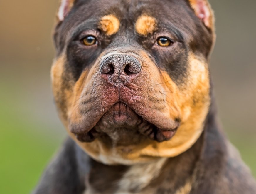 incredibullz-bubba-shrimp-profil-2