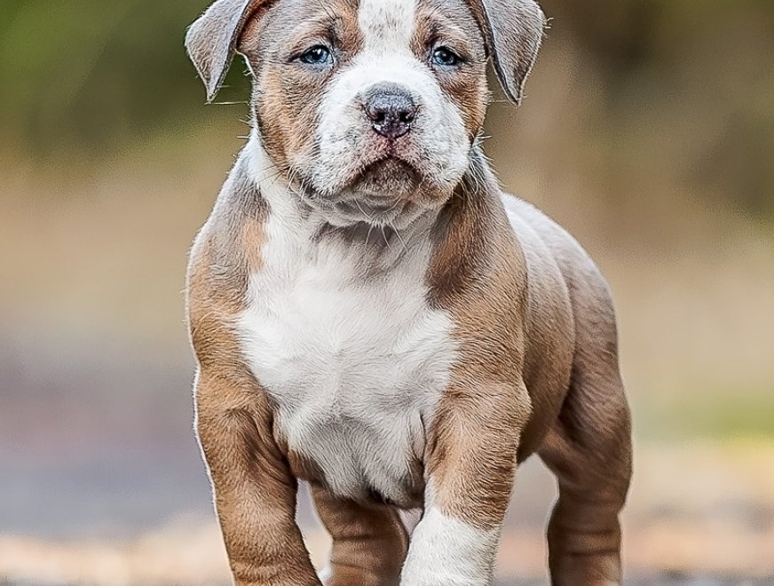 puppy-black-6w-profile