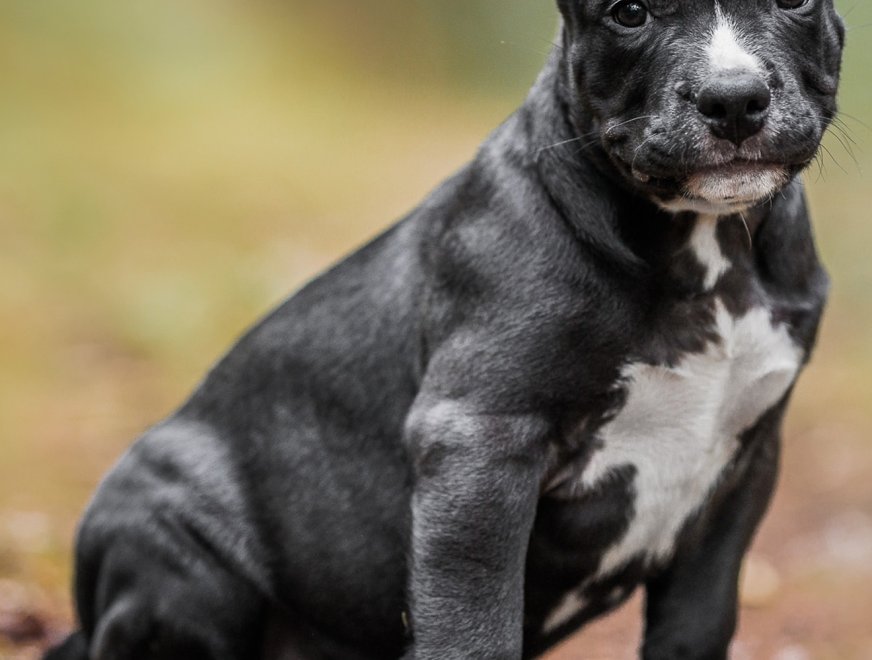 puppy-orange-8w-1